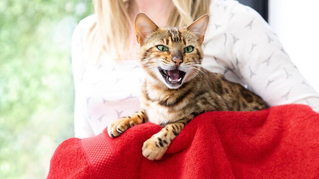 Cat meows for sales food